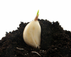garlic in soil