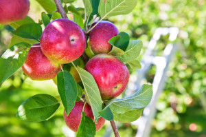 Pick Your Own Apples, Salem Cross Inn, West Brookfield, MA