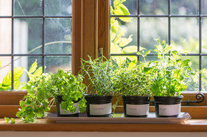 Herbs on a windowsill