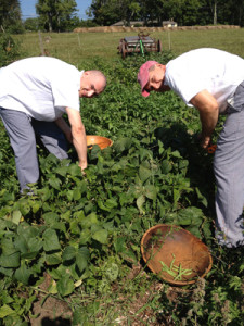 Salem Cross Inn Farmers Dinner_Chefs pulling fresh produce for the evening's meal