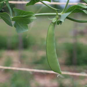 SCI-Garden-beans